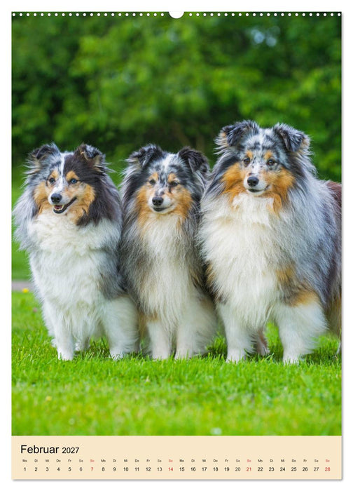 Sheltie - Wirbelwind auf 4 Pfoten (CALVENDO Wandkalender 2027)