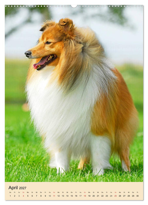 Sheltie - Wirbelwind auf 4 Pfoten (CALVENDO Wandkalender 2027)