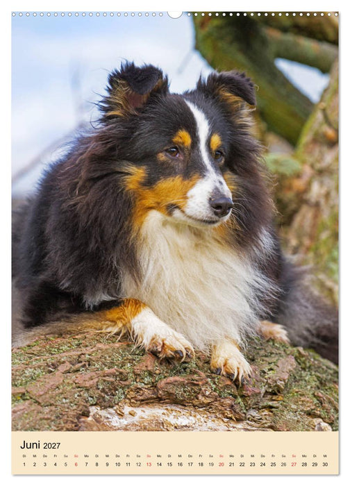Sheltie - Wirbelwind auf 4 Pfoten (CALVENDO Wandkalender 2027)