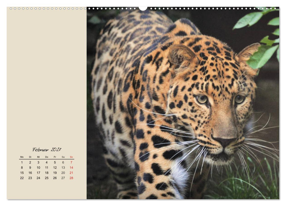 Leoparden. Geschmeidig, kräftig und klug (CALVENDO Wandkalender 2027)