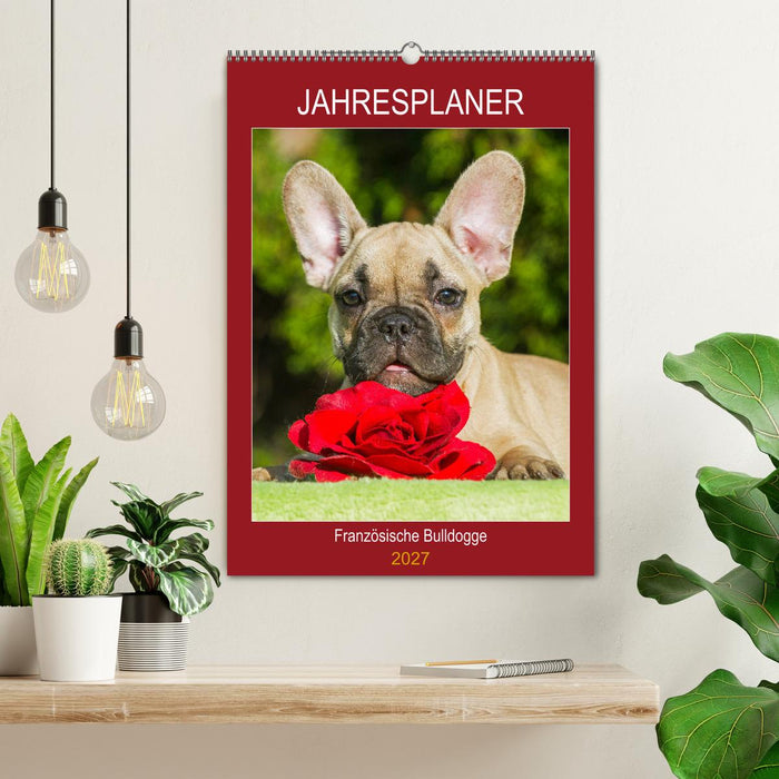 Jahresplaner Französische Bulldogge (CALVENDO Wandkalender 2027)