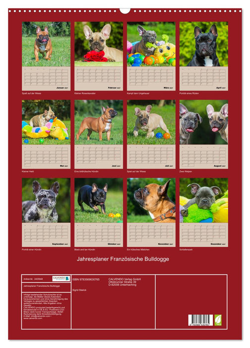 Jahresplaner Französische Bulldogge (CALVENDO Wandkalender 2027)