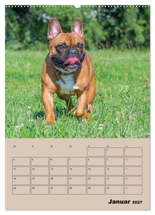 Jahresplaner Französische Bulldogge (CALVENDO Wandkalender 2027)