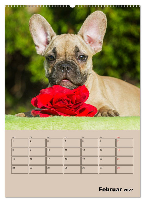 Jahresplaner Französische Bulldogge (CALVENDO Wandkalender 2027)