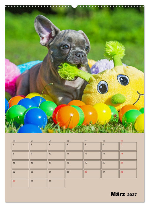 Jahresplaner Französische Bulldogge (CALVENDO Wandkalender 2027)