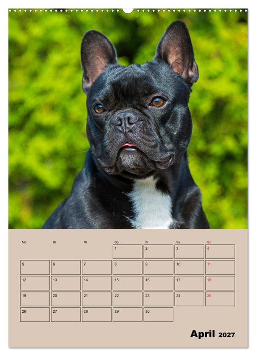 Jahresplaner Französische Bulldogge (CALVENDO Wandkalender 2027)