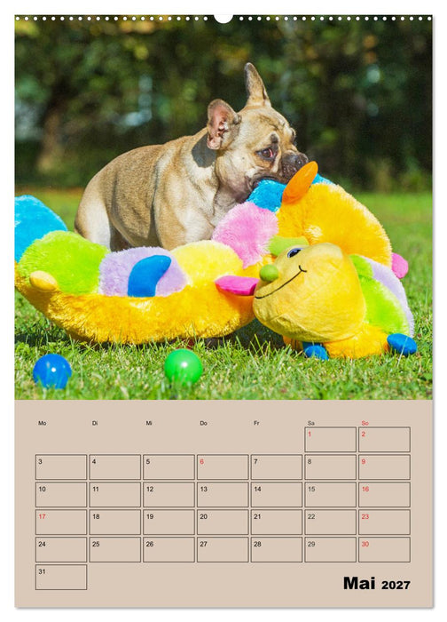 Jahresplaner Französische Bulldogge (CALVENDO Wandkalender 2027)