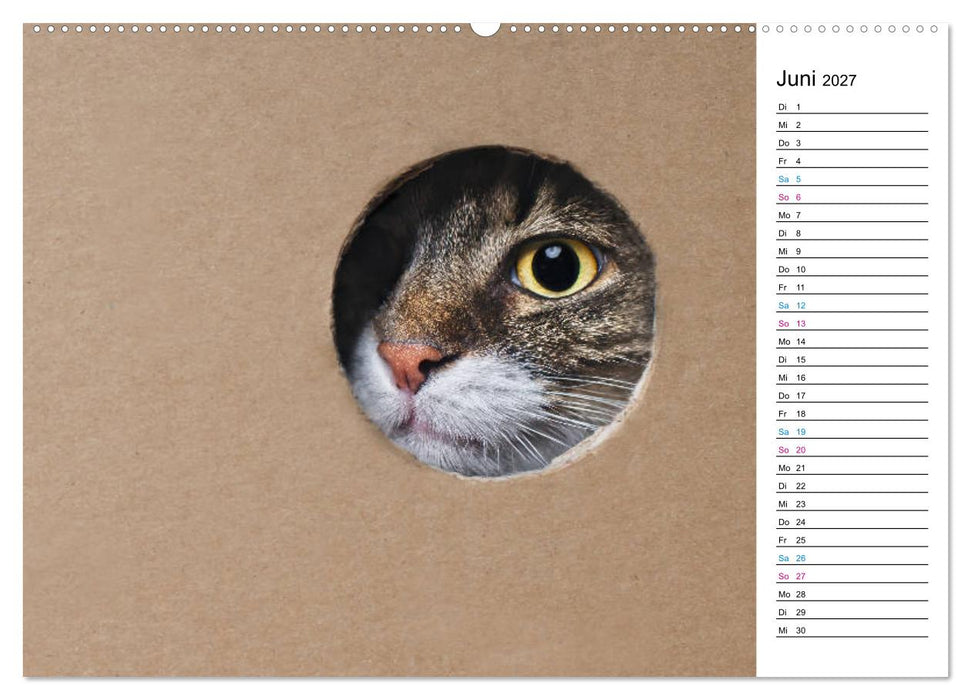 Karton Katzen (CALVENDO Premium Wandkalender 2027)