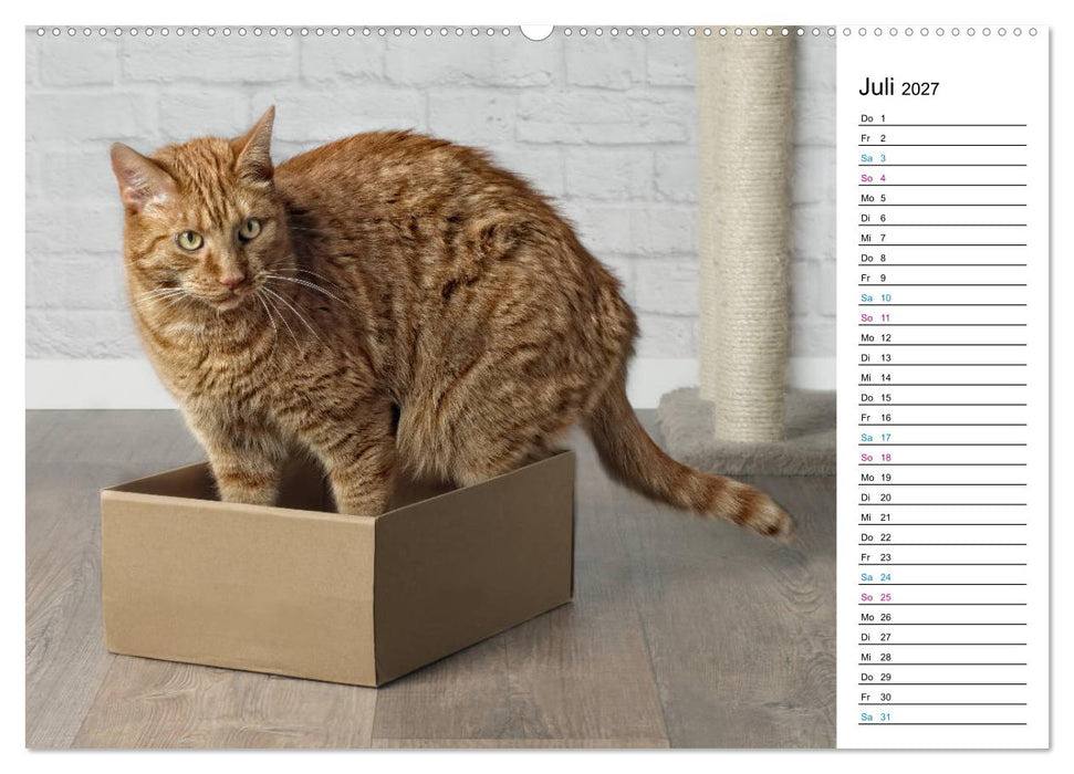 Karton Katzen (CALVENDO Premium Wandkalender 2027)