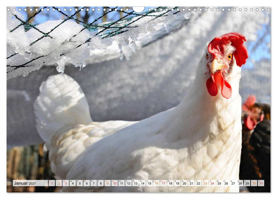 Stadthühner (CALVENDO Wandkalender 2027)