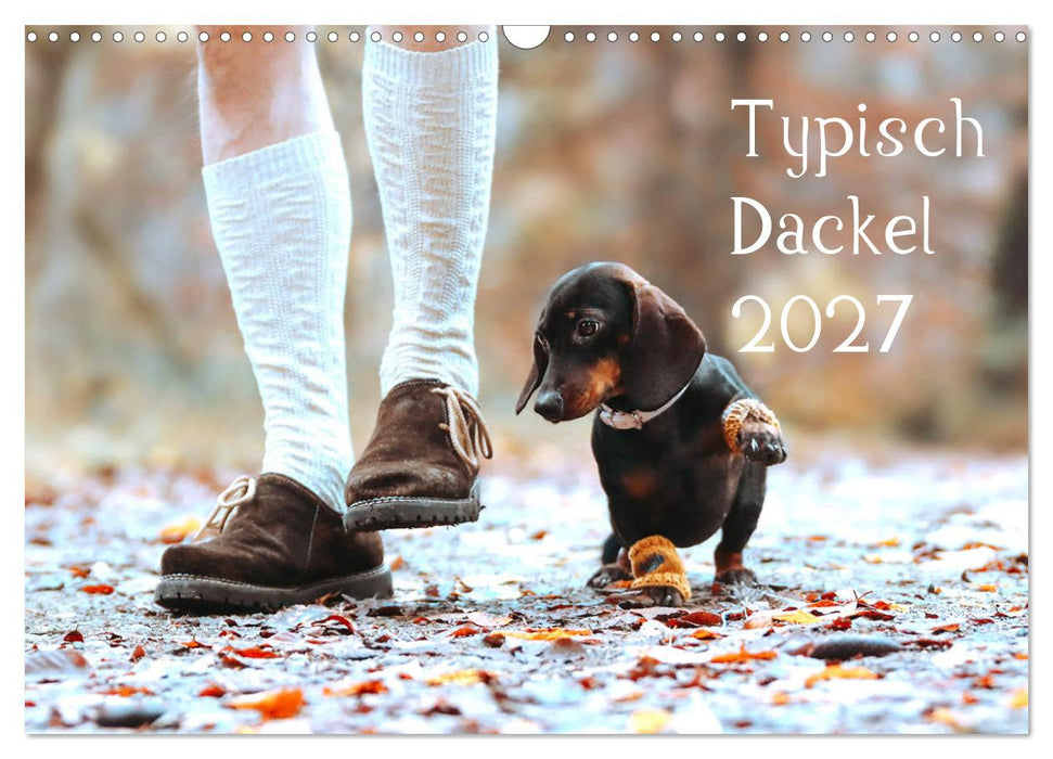 Typisch Dackel 2027 (CALVENDO Wandkalender 2027)
