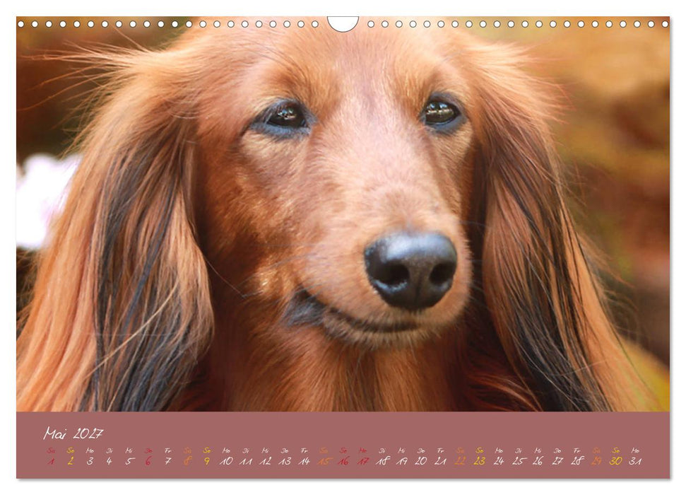 Typisch Dackel 2027 (CALVENDO Wandkalender 2027)