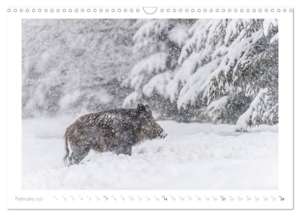 Wild Boars (CALVENDO Monthly Calendar 2027)