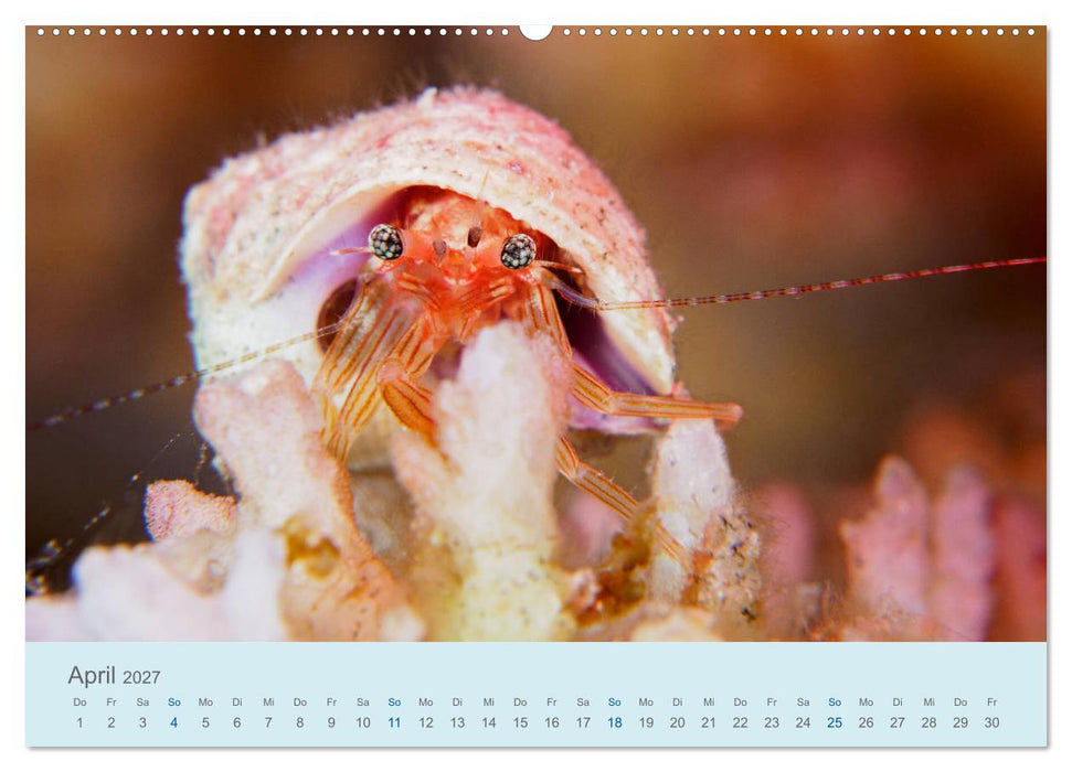 Abenteuer Unterwasser (CALVENDO Premium Wandkalender 2027)