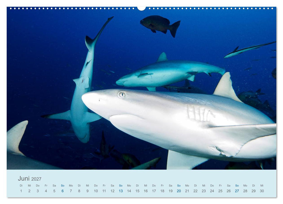 Abenteuer Unterwasser (CALVENDO Premium Wandkalender 2027)