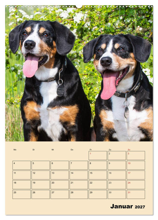 Jahresplaner Entlebucher Sennenhund (CALVENDO Wandkalender 2027)