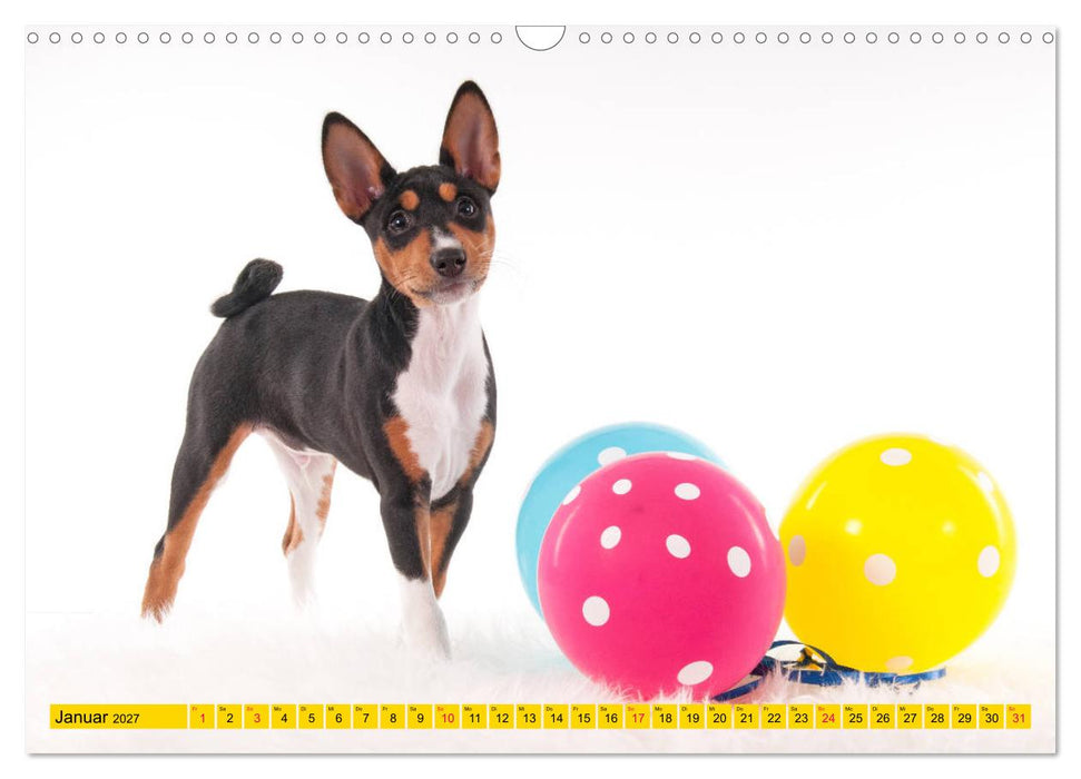 Zauberhafte Basenji-Welpen (CALVENDO Wandkalender 2027)