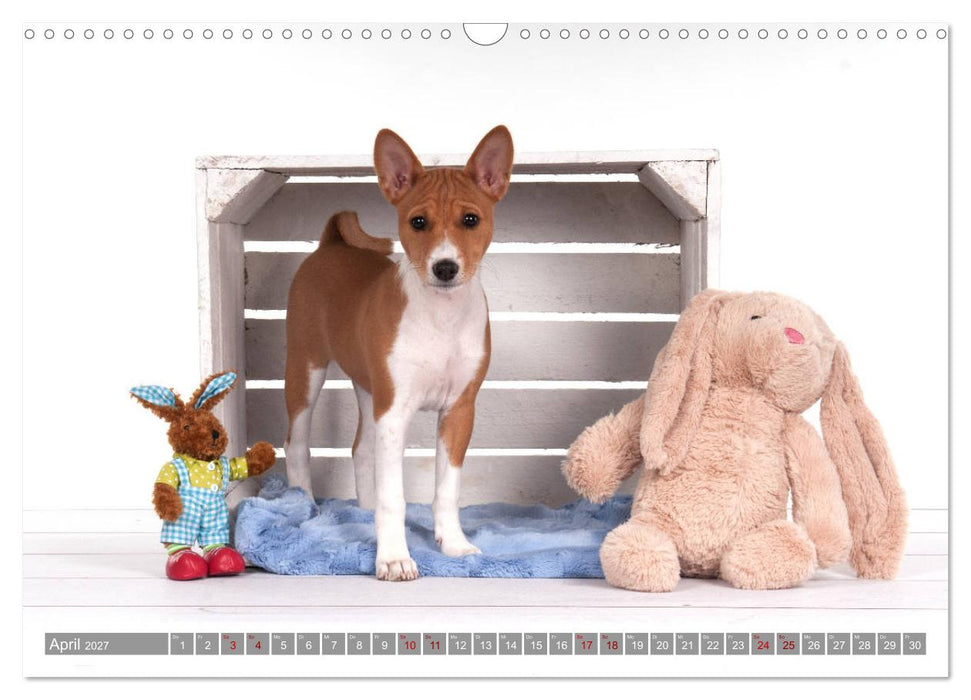 Zauberhafte Basenji-Welpen (CALVENDO Wandkalender 2027)