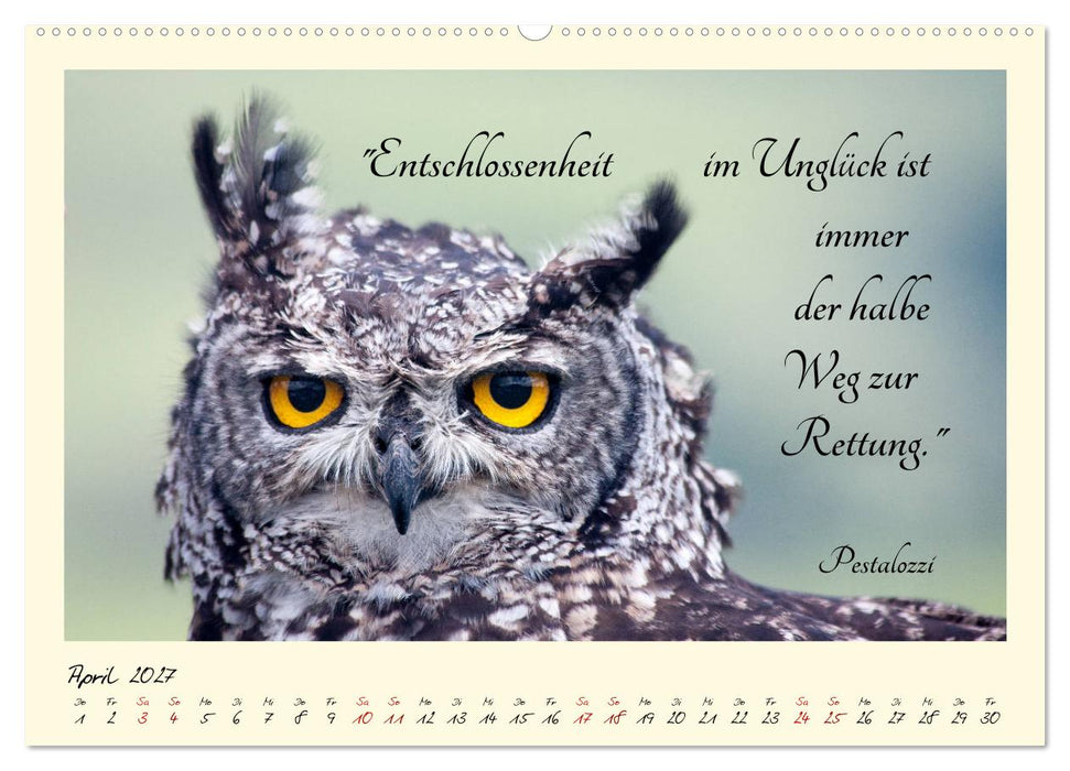 Glücksmomente Glücks-Zitate zu Fotos der großartigen südafrikanischen Tierwelt (CALVENDO Premium Wandkalender 2027)