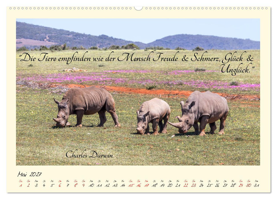 Glücksmomente Glücks-Zitate zu Fotos der großartigen südafrikanischen Tierwelt (CALVENDO Premium Wandkalender 2027)