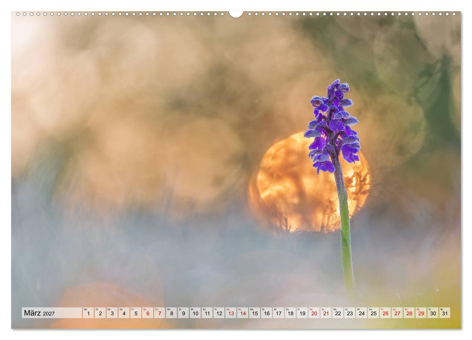 Märchenwelt der Wildblumen (CALVENDO Wandkalender 2027)