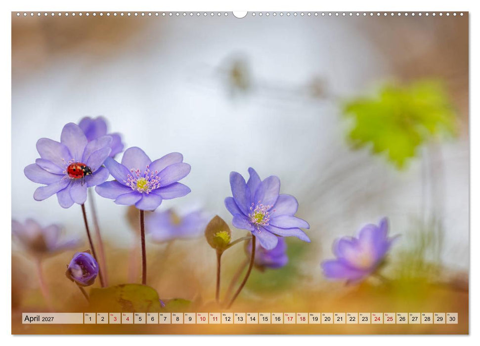 Märchenwelt der Wildblumen (CALVENDO Wandkalender 2027)