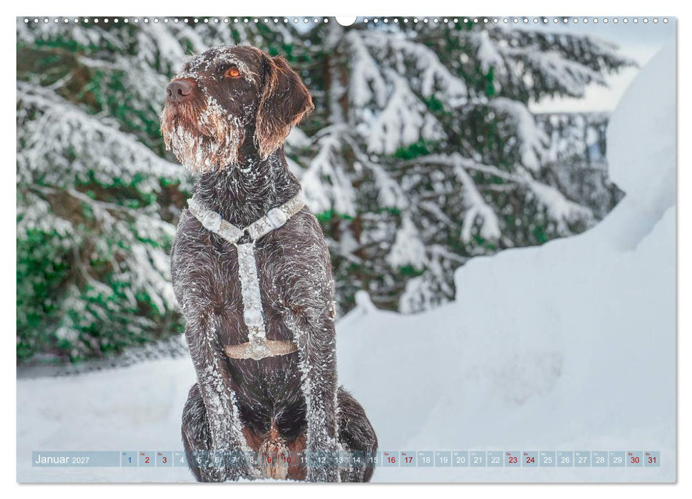 Deutsch Drahthaar - Ein Jahr mit Max (CALVENDO Wandkalender 2027)