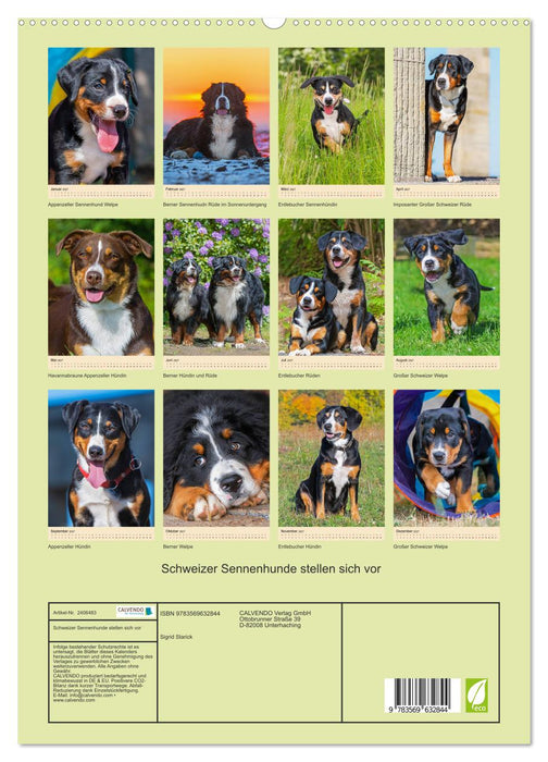 Schweizer Sennenhunde stellen sich vor (CALVENDO Premium Wandkalender 2027)