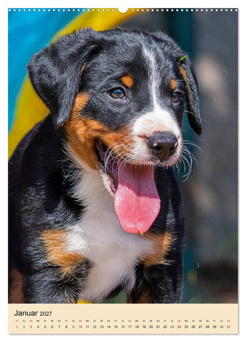 Schweizer Sennenhunde stellen sich vor (CALVENDO Premium Wandkalender 2027)