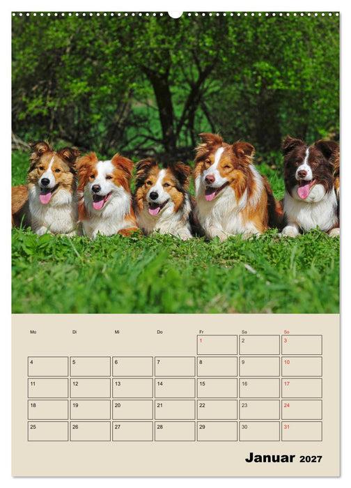 Border Collie - Ein Familienplaner (CALVENDO Wandkalender 2027)