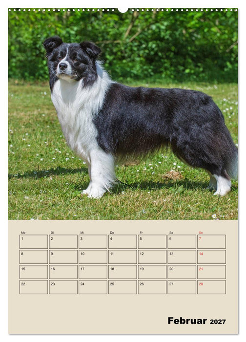 Border Collie - Ein Familienplaner (CALVENDO Wandkalender 2027)