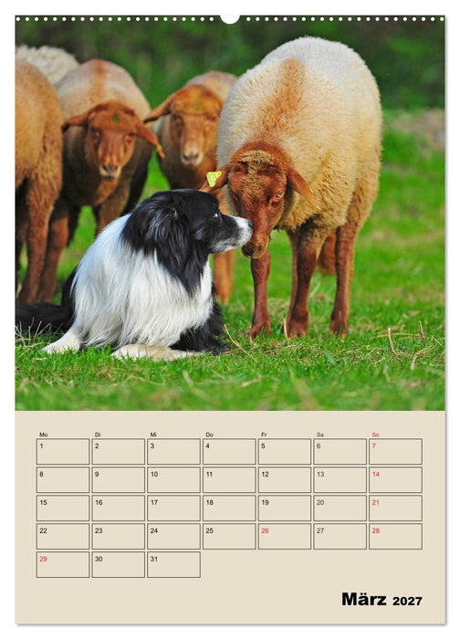 Border Collie - Ein Familienplaner (CALVENDO Wandkalender 2027)