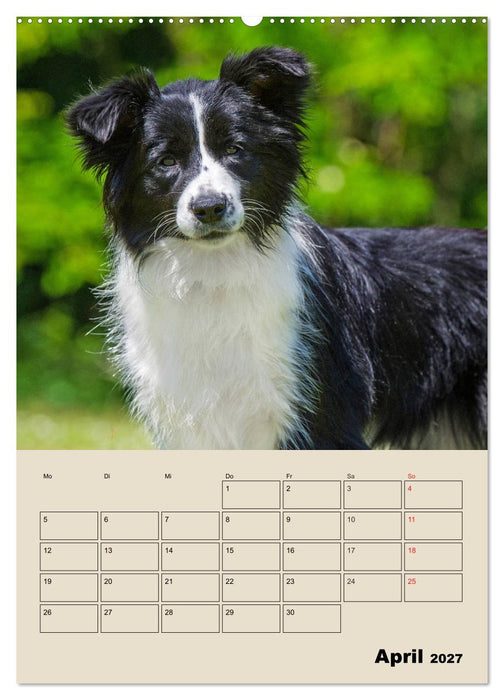 Border Collie - Ein Familienplaner (CALVENDO Wandkalender 2027)
