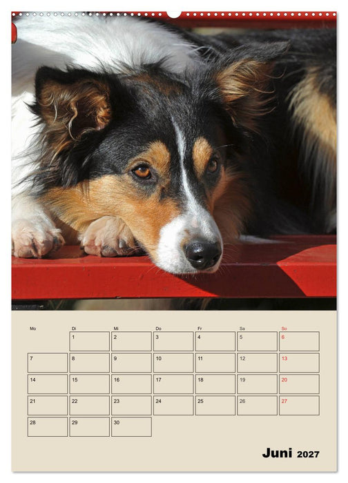 Border Collie - Ein Familienplaner (CALVENDO Wandkalender 2027)