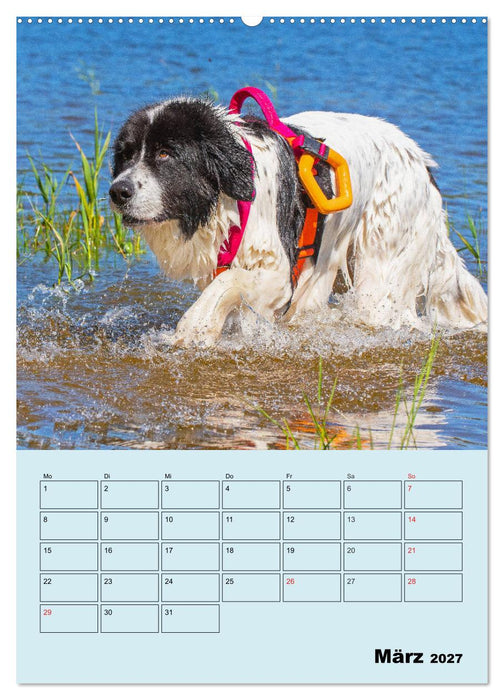 Familienplaner Landseer - Freund und Retter (CALVENDO Premium Wandkalender 2027)