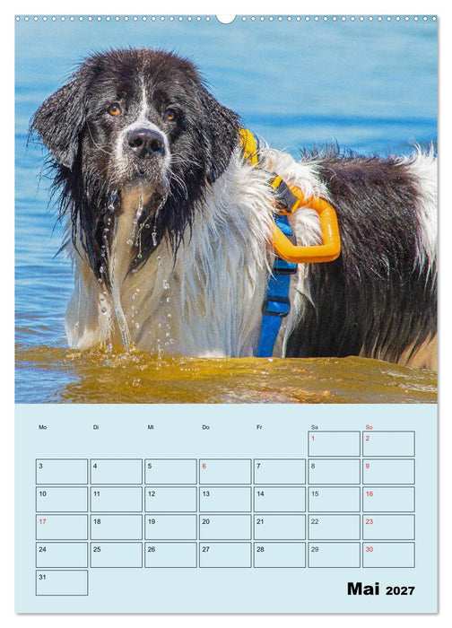 Familienplaner Landseer - Freund und Retter (CALVENDO Premium Wandkalender 2027)