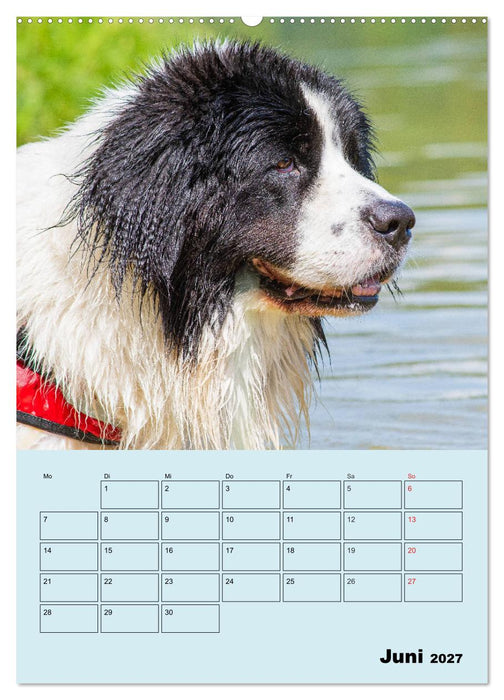 Familienplaner Landseer - Freund und Retter (CALVENDO Premium Wandkalender 2027)
