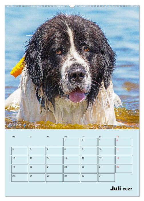 Familienplaner Landseer - Freund und Retter (CALVENDO Premium Wandkalender 2027)