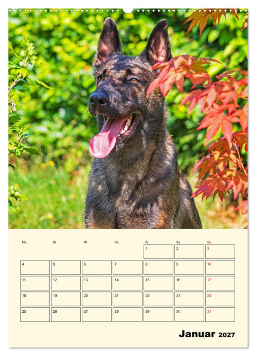 Familienplaner Tausendsassa Malinois (CALVENDO Wandkalender 2027)