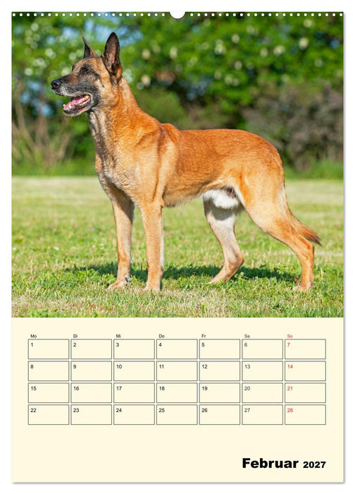 Familienplaner Tausendsassa Malinois (CALVENDO Wandkalender 2027)
