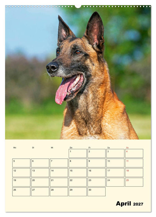 Familienplaner Tausendsassa Malinois (CALVENDO Wandkalender 2027)