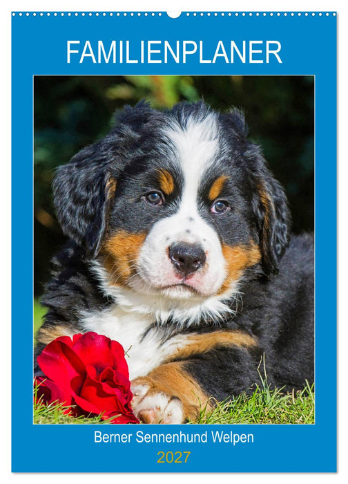 Familienplaner Berner Sennenhund Welpen (CALVENDO Wandkalender 2027)