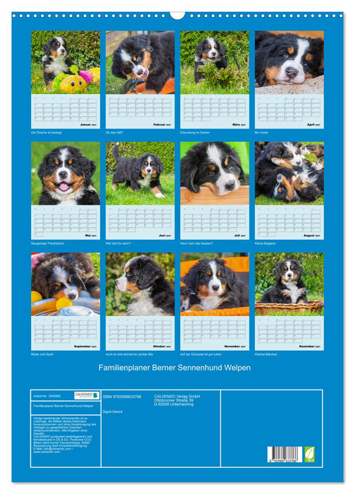 Familienplaner Berner Sennenhund Welpen (CALVENDO Wandkalender 2027)