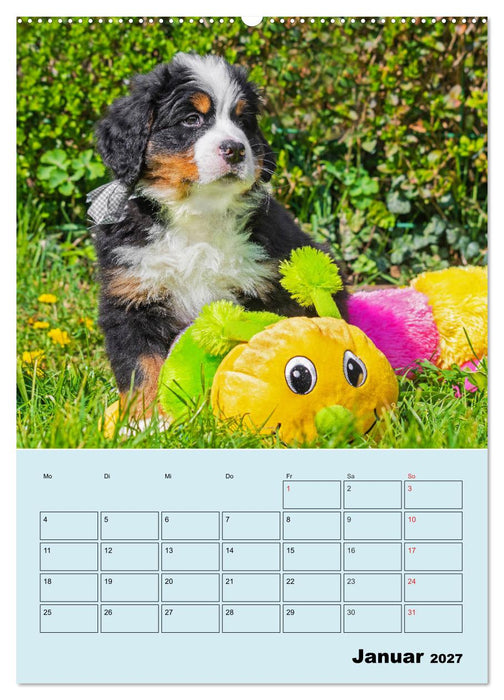Familienplaner Berner Sennenhund Welpen (CALVENDO Wandkalender 2027)