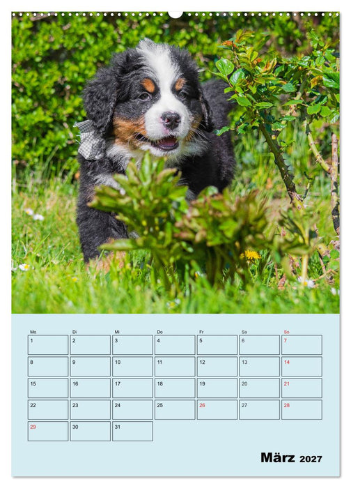 Familienplaner Berner Sennenhund Welpen (CALVENDO Wandkalender 2027)