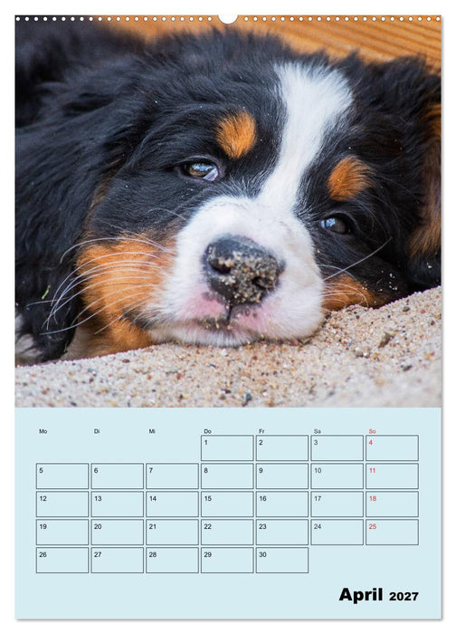 Familienplaner Berner Sennenhund Welpen (CALVENDO Wandkalender 2027)