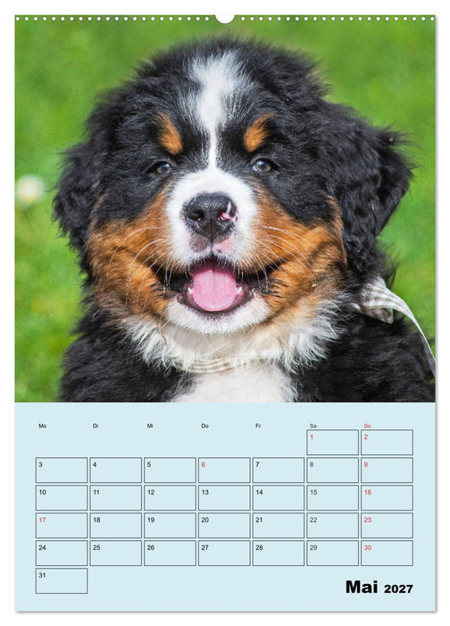 Familienplaner Berner Sennenhund Welpen (CALVENDO Wandkalender 2027)