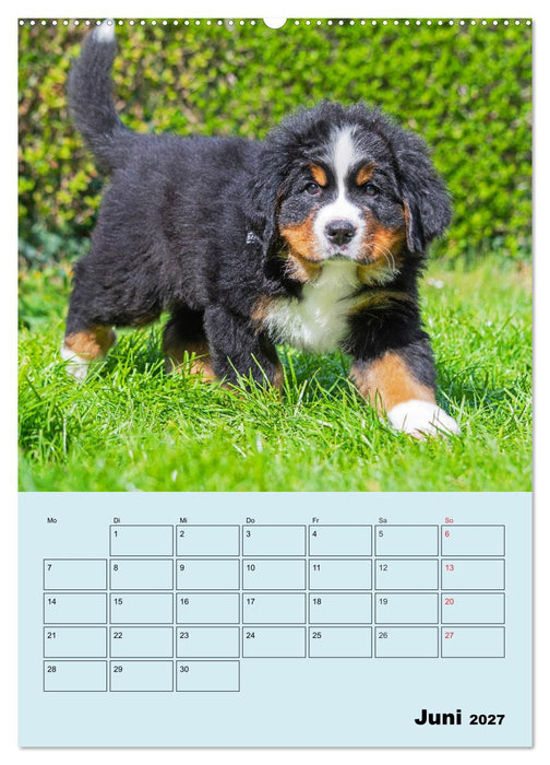 Familienplaner Berner Sennenhund Welpen (CALVENDO Wandkalender 2027)