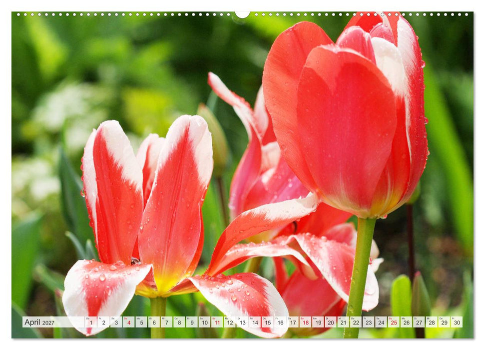 Roter Glanz Blütenpracht (CALVENDO Premium Wandkalender 2027)