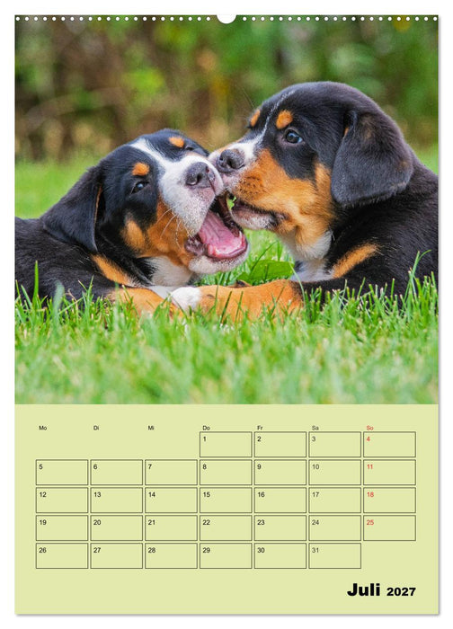 Familienplaner Großer Schweizer Sennenhund (CALVENDO Premium Wandkalender 2027)